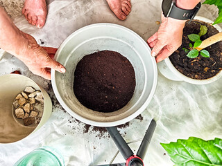 Guided flower transplanting in spring showcasing the preparation and soil arrangement for optimal...