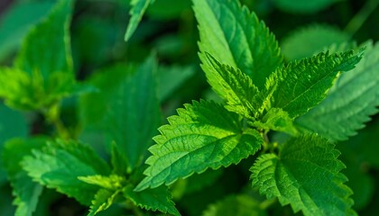 Close-up view of vibrant green leaves, showcasing detailed textures and a healthy, natural appearance.