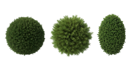 Three green coniferous shrubs in different shapes and sizes isolated on a transparent background evergreen