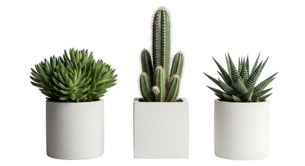Three potted succulents and a columnar cactus in white planters isolated on a transparent background