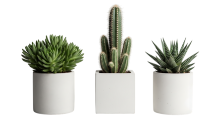 Three potted succulents and a columnar cactus in white planters isolated on a transparent background