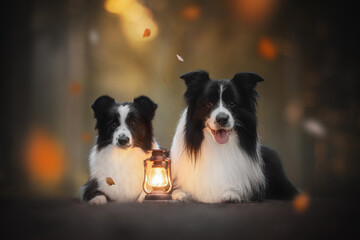 Two black and white Border Collie dogs are lying down next to a vintage lantern. The bright lantern and falling leaves create an inviting, cozy fall atmosphere in the late afternoon