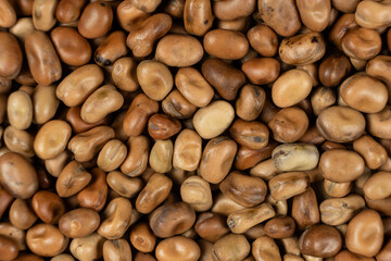 Edible Horse Garden Beans Vicia Faba Macro Top View