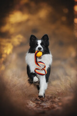 A black and white Border Collie joyfully runs towards the viewer while carrying a colorful toy in its mouth. The dog is active in a rural, blurred autumn field