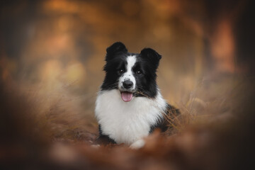 A black and white Border Collie dog lies among golden leaves during Fall. The dog is panting with his tongue sticking out, enjoying the beautiful Autumn scenery
