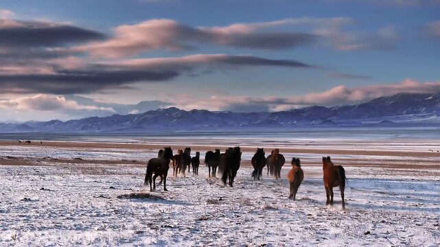 Wild horses running in snowy mongolian steppe at sunrise