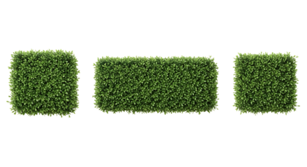 Three green boxwood hedges in square and rectangular shapes isolated on a transparent background plant