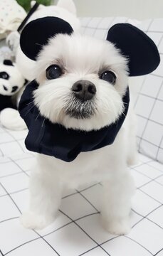 my lovely dog