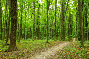 Path in green summer forest