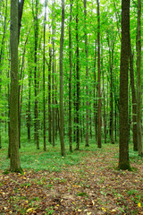 Forest trees. nature green wood sunlight backgrounds