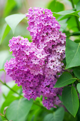 Lilac blossoming branches, Selective focus