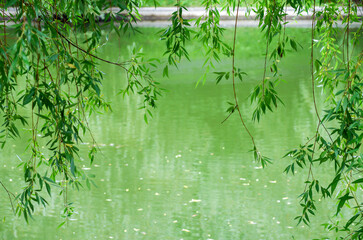 Willow branches with green leaves on a blurred background in sunlight