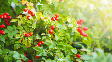 Rosehip on a bush in autumn season.
