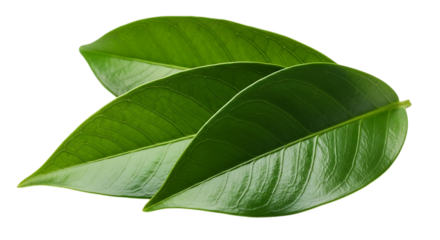 Three lush green leaves with visible veins arranged in a layered pattern isolated on a transparent background