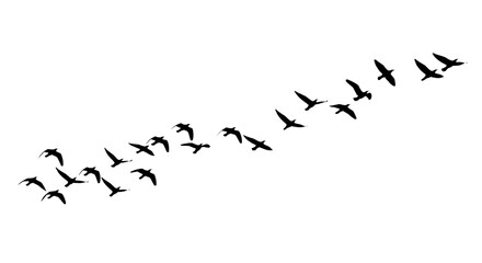 Flock of white outline birds flying in formation across a isolated on a transparent background migration