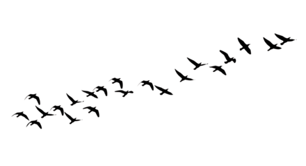 Flock of white outline birds flying in formation across a isolated on a transparent background migration