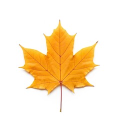 Obraz premium Vibrant Autumn Maple Leaf Isolated on White Background, Perfect for Fall Season Designs
