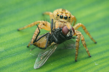 Jumping spider eating a fly on a green leaf