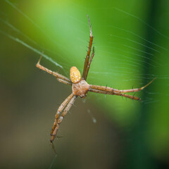 Spider weaving its web in nature: orb-weaver spider on green background