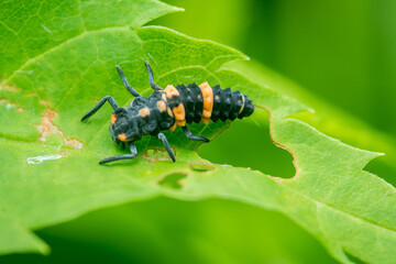 Ladybug larva crawling on green leaf in nature