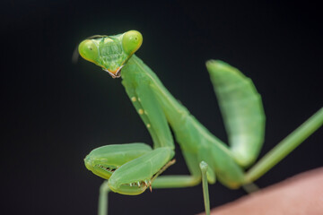 Praying mantis perched on a hand, displaying its striking green body and large eyes