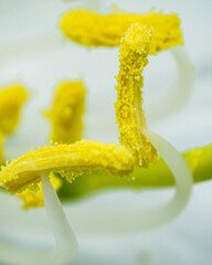 Pollen covering stamens of white flower in extreme close-up