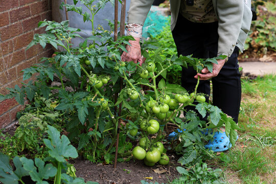 woman picking tomatoes in garden, 95 year old woman looking at her tomato plant full of tomatoes growing in her garden outdoors, for salad or to make chutney. Healthy eating.
