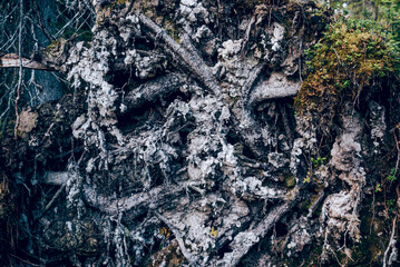Texture Abstract Background wallpaper backdrop of Dry wood Tree Roots in Forest