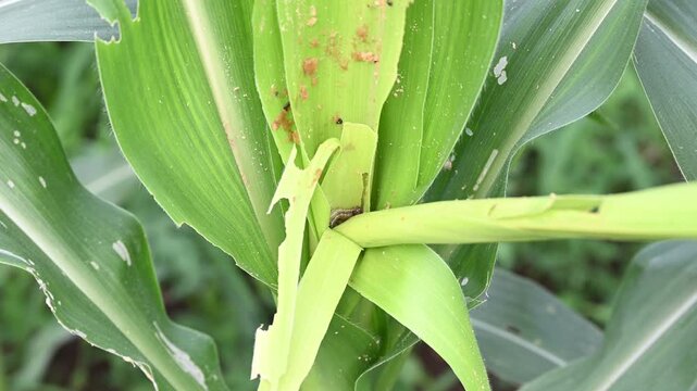 Corn leaf damaged by fall armyworm Spodoptera frugiperda. Corn leaves attacked by worms in maize field