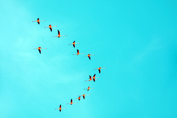 A flock of flamingos flying in the sky. Birds in the sky