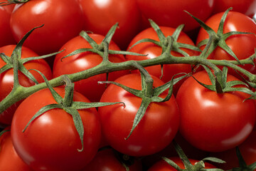 Ripe Tomatoes Still Attached to Green Stem