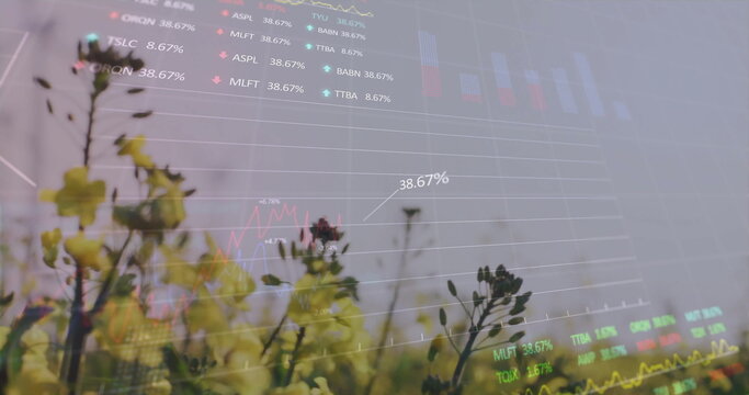 Combining yellow flowering plants filling farm field, with financial overlay and percent labels