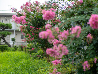 公園に咲いたピンクのサルスベリの花