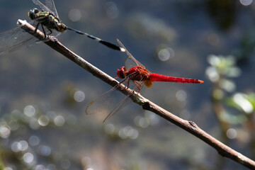Dragonflies male and female perched on a twig in a lakeshore
