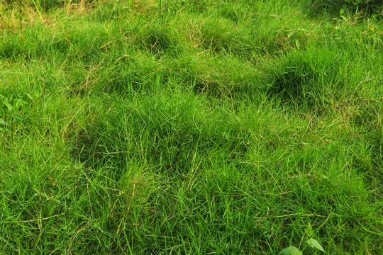 Background Grinting Grass (Leptochloa filiformis) grows abundantly.