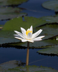 White Water lily in pond