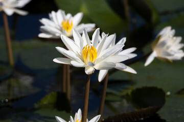 White Water lilies in pond