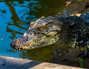 Obraz premium Croc head by water