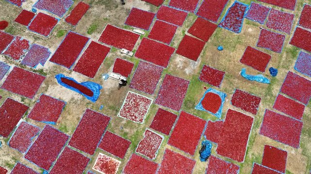 Panchagarh, Bangladesh - 21 August 2025: Aerial view of red chilies spread out to dry in geometric patterns creating a patchwork of vibrant red hues.