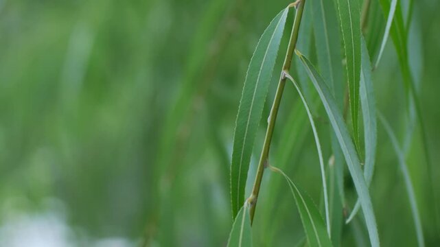 Close-up weeping willow branches and leaves in peaceful natural setting - beautiful graceful drooping foliage background for serene nature concepts.