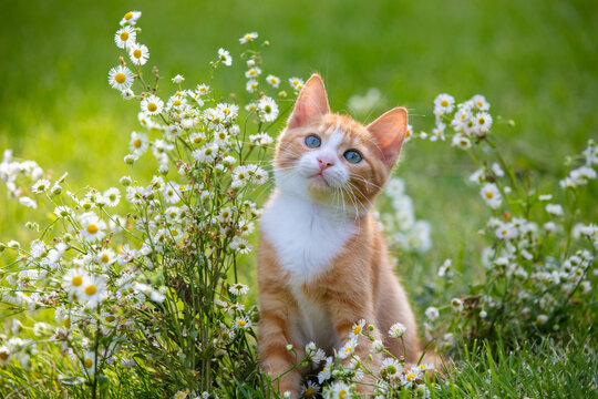 A cute little ginger and white kitten walks through a flower meadow in summer