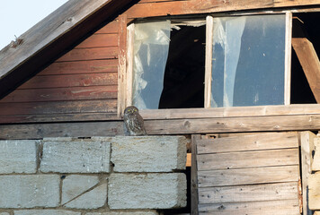 Little owl, Athene noctua. A bird sits by the window of an old house