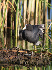 Eurasian coot, Fulica atra. A bird stands on an island in the middle of reeds on a river