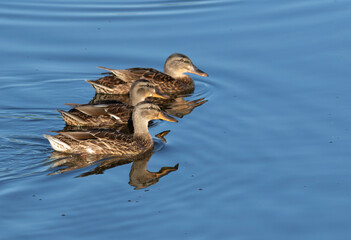 Fototapeta premium Mallard, Anas platyrhynchos.Three young birds are swimming down the river