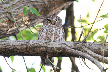 Little owl, Athene noctua. A bird sits on a tree branch, looking into the camera lens