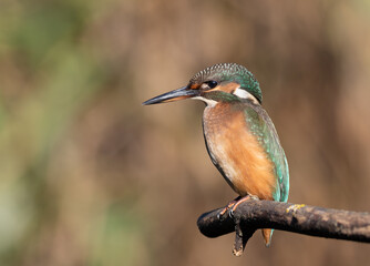 Common kingfisher, Alcedo atthis. A bird sits on a branch above a river
