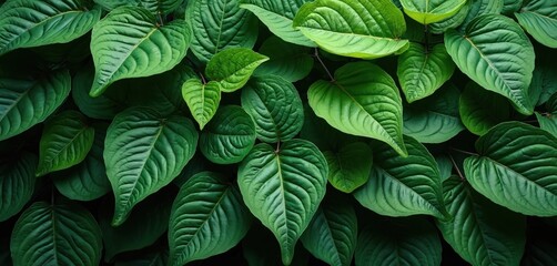 Fototapeta premium Vibrant green neem leaves layered densely create background for nature-themed design projects. Organic foliage offers fresh, botanical texture, patterns. Experience rich green plants, healthy growth,