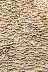 Layered limestone formation, a limestone flow created by flowing water.
Water rich in calcium carbonate flows over a surface, gradually depositing the mineral and creating distinctive layers.