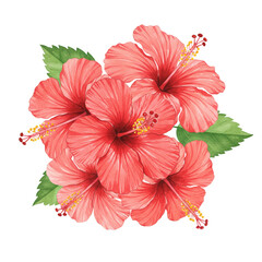Red hibiscus flowers with green leaves isolated on white background