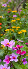 Fototapeta premium Small Pink Flowers in Meadow